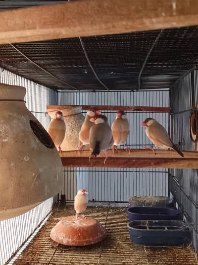 Fawn Java Breeders pairs