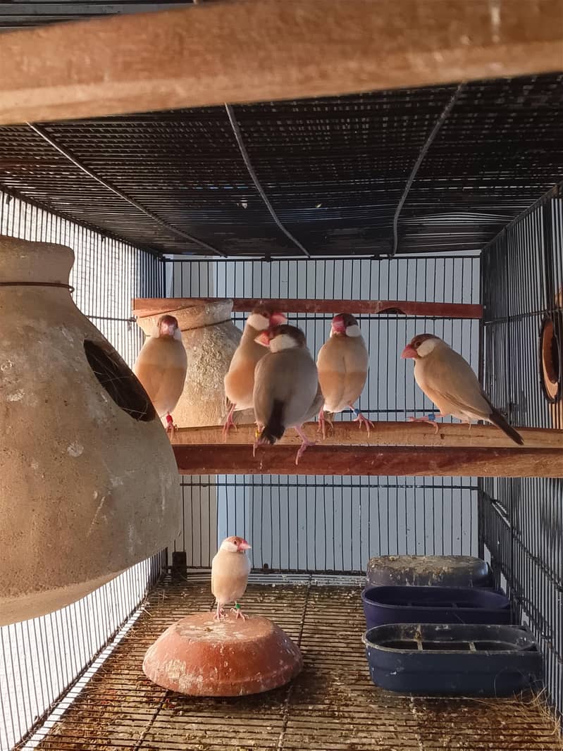 Fawn Java Breeders pairs 0