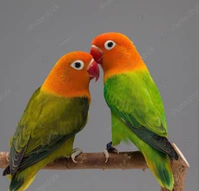 Green Opline Top Quality females