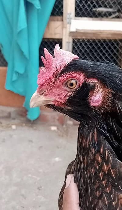 pyour burmi cosam farm imported blood line