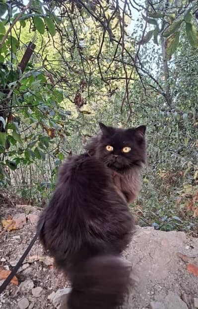 Playful & Healthy Cat for Sale  Friendly Home Cat Available  Lovely P