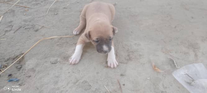 pure gultair papies healthy and cute 03030510391