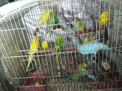 Home breed active and healthy, colorful  breeder,adult and pathy