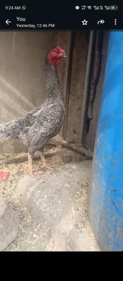 Blue German oh shamo female