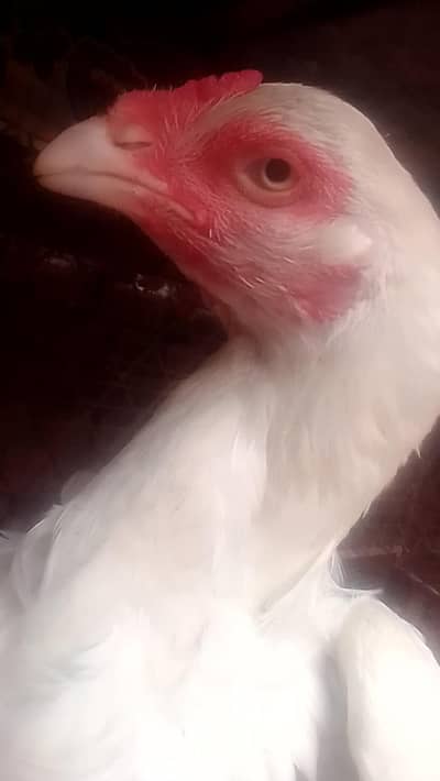 heera aseel breeder pair