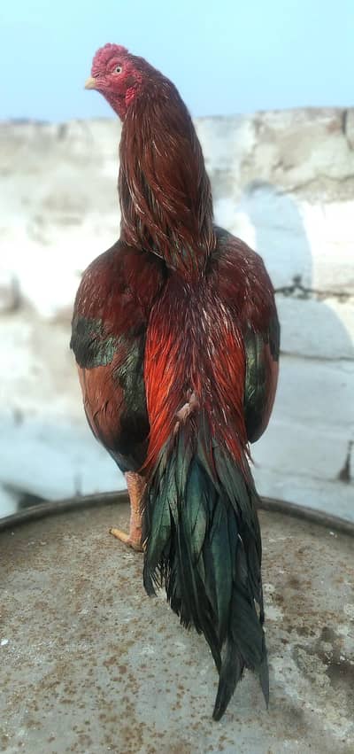 aseel mianwali amroha neely dory wali ankhen