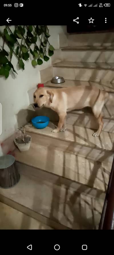 urgent labrador female pup for sale