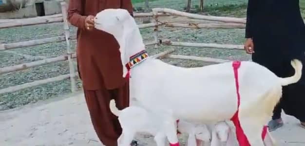 2 butcher vali Rajan puri bakri for sale/03376219832