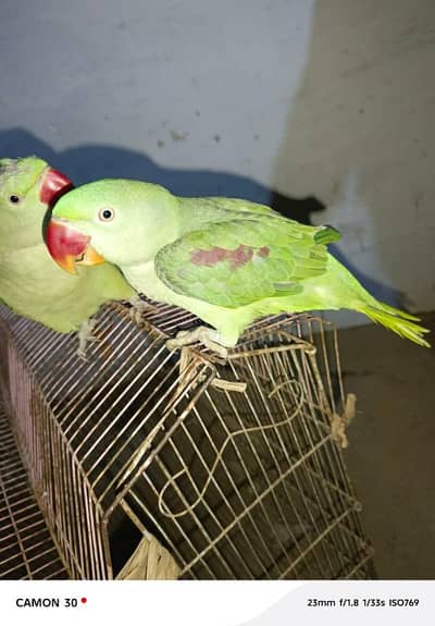 kashmiri raw parrot for sale