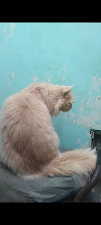 Persian cat
