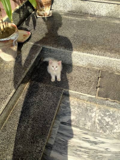 White persian cat