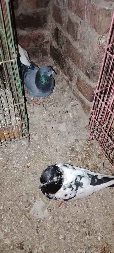 5 pira indian fantail