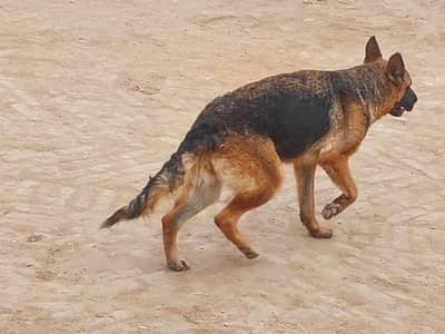 stock coat female for sale