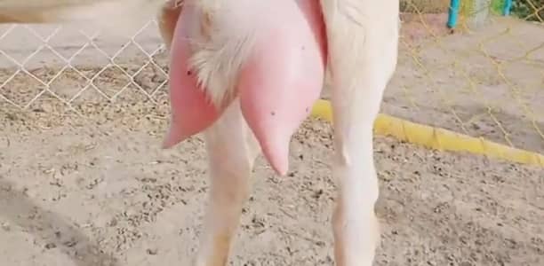 3 butcher vali Rajan puri bakri for sale. 03376219832