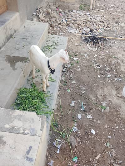 gulabi Bakra for sell khubsurat ha