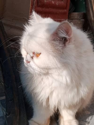 Triple Coat Punch faced Persian Cat