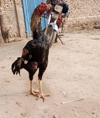 Shamo cross Aseel patha