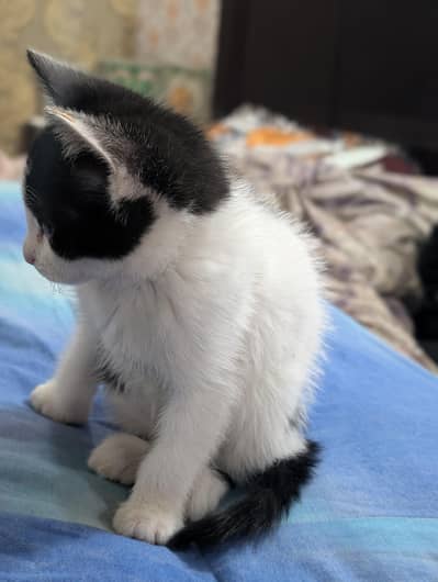 TRIPLE COATED PERSIAN KITTEN