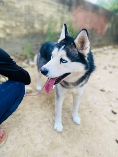 Husky male for sale woly coat odd eyes and microchiped attached