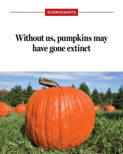 tundoor ke kareger ke zaroort hae