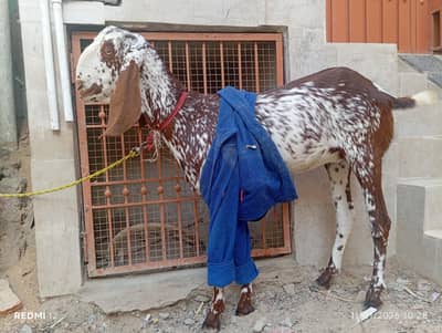 pour mukha cheni bakri