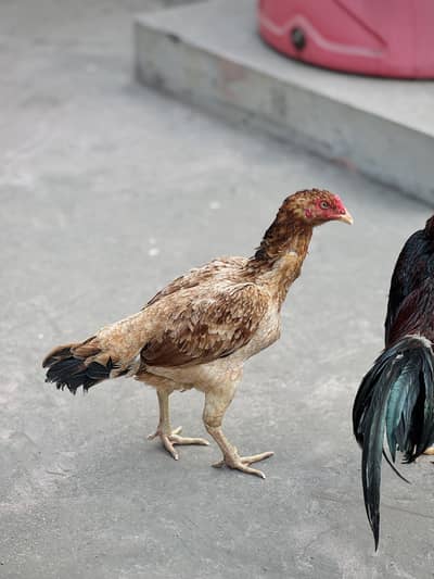 Aseel andy wali madi for sale