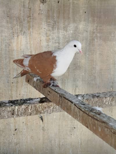 KARBALAI PIGEON  FEMALE