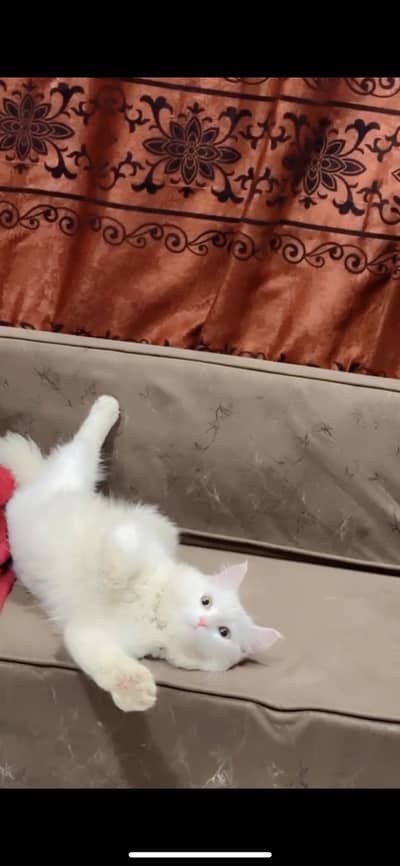 Persian cat for sell