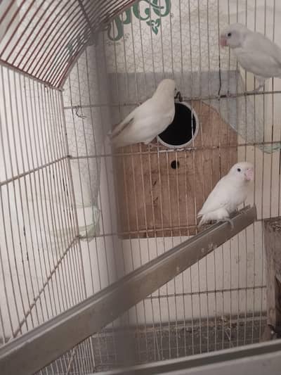 Albino black eyes pair