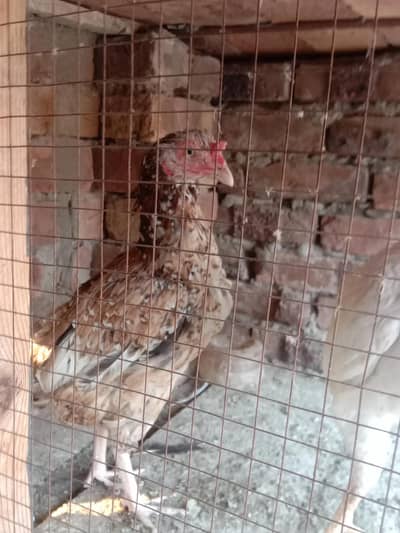 اصیل مادی۔سفید نوک نلی