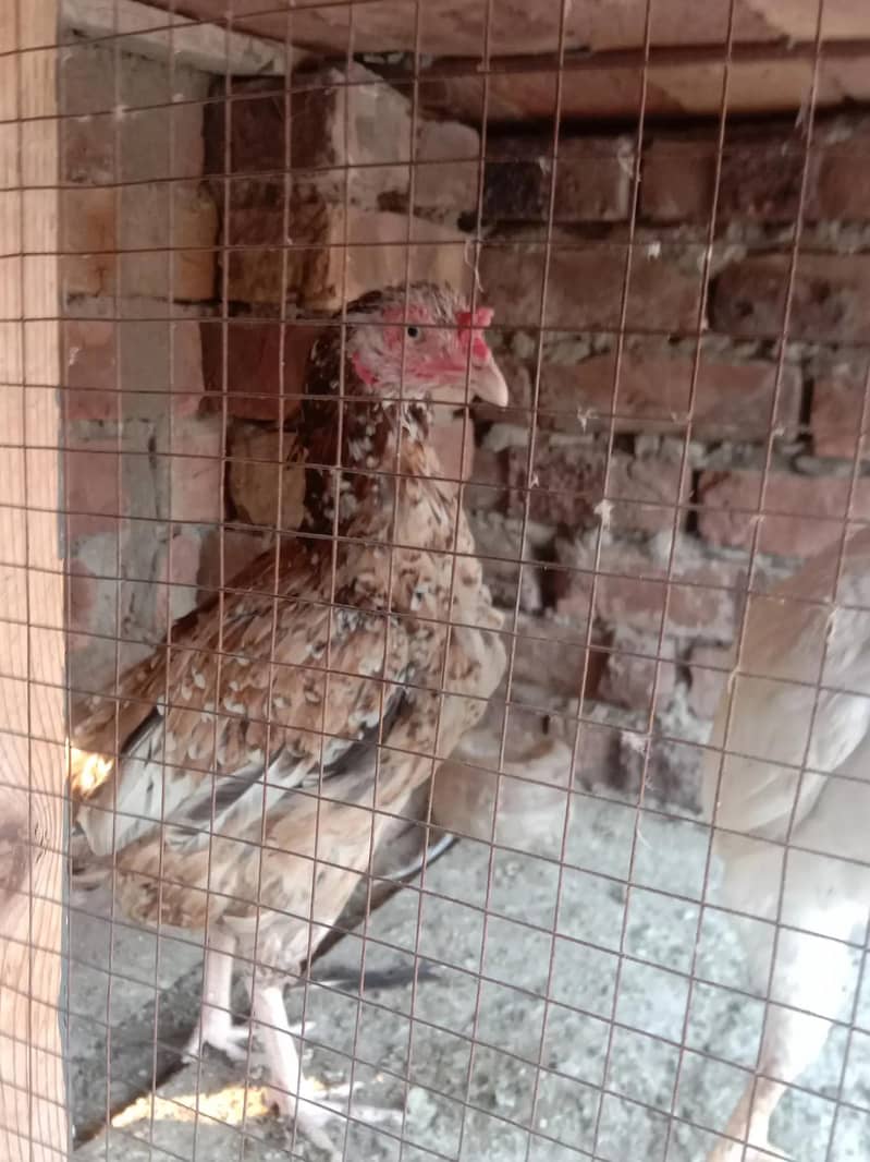 اصیل مادی۔سفید نوک نلی 0