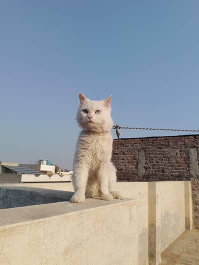 Male cat available for Matting Adult male