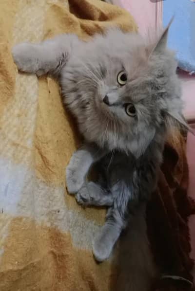 Gift Pair of Persian Cats to Family & Friends, 0311,6878,904