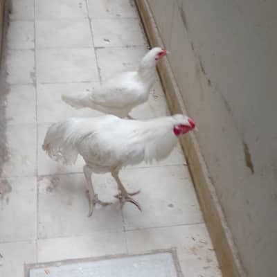 aseel jorah white 0332 3309484 ais no pe rabta kare