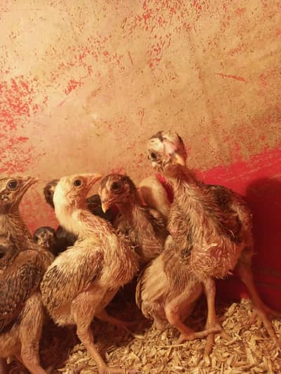 Shamo x Aseel chicks