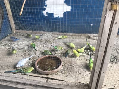 Parrots 15/16 pairs WhatsApp 03119463332