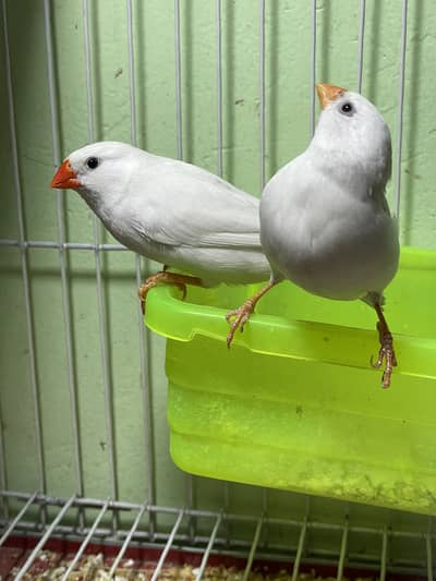 Snow White Bangalese love bird Java