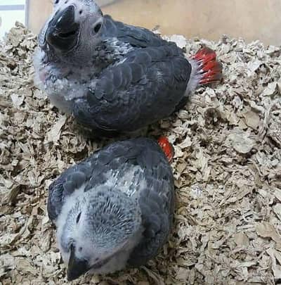 African grey parrot four month agecontact me WhatsApp 03343046063