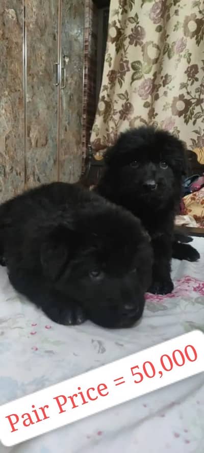 Black German shepherd pair for sale