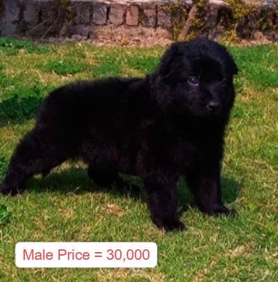 Black German shepherd male long coat puppy
