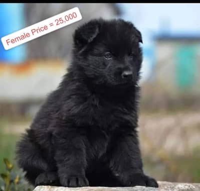 Black German shepherd male dog for sale