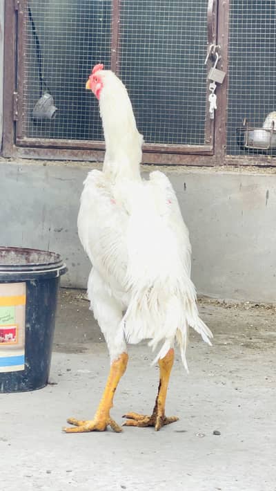 Mashallah full active shamo patha