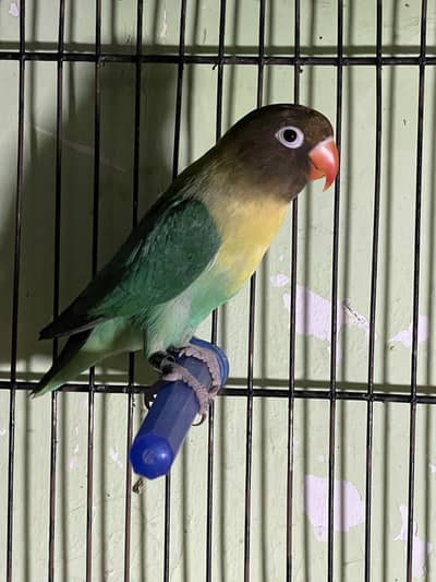 Love Bird Breeder Pair & self chicks Snow white finches bangalese