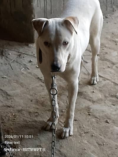 full security and active