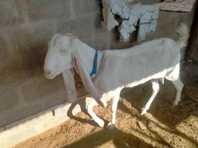 bakri setup for sale