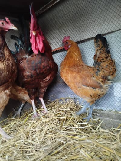 pure desi murgi / ready for eggs