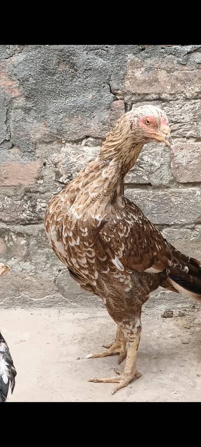 achi quality ki breeder madi for sale 1 ankh pr parda aya hua h