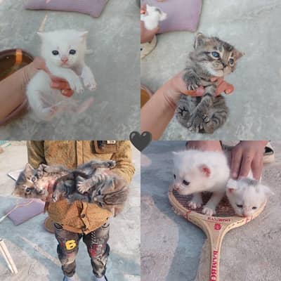 Persian Cat Baby^s. . . .