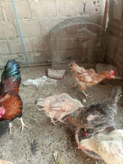 Desi morgi anday wali