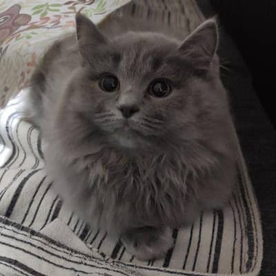 grey color Persian kitten